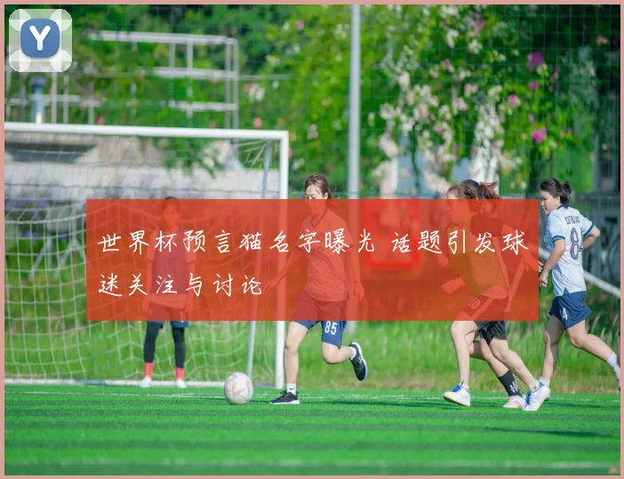 世界杯预言猫名字曝光 话题引发球迷关注与讨论